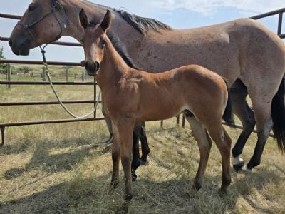 Survivor Topsail JW <BR>AQHA PENDING